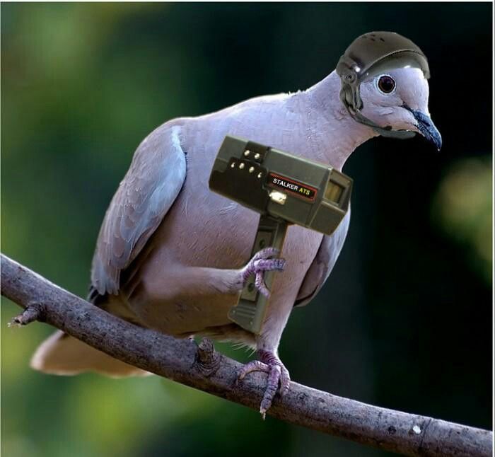 pigeon